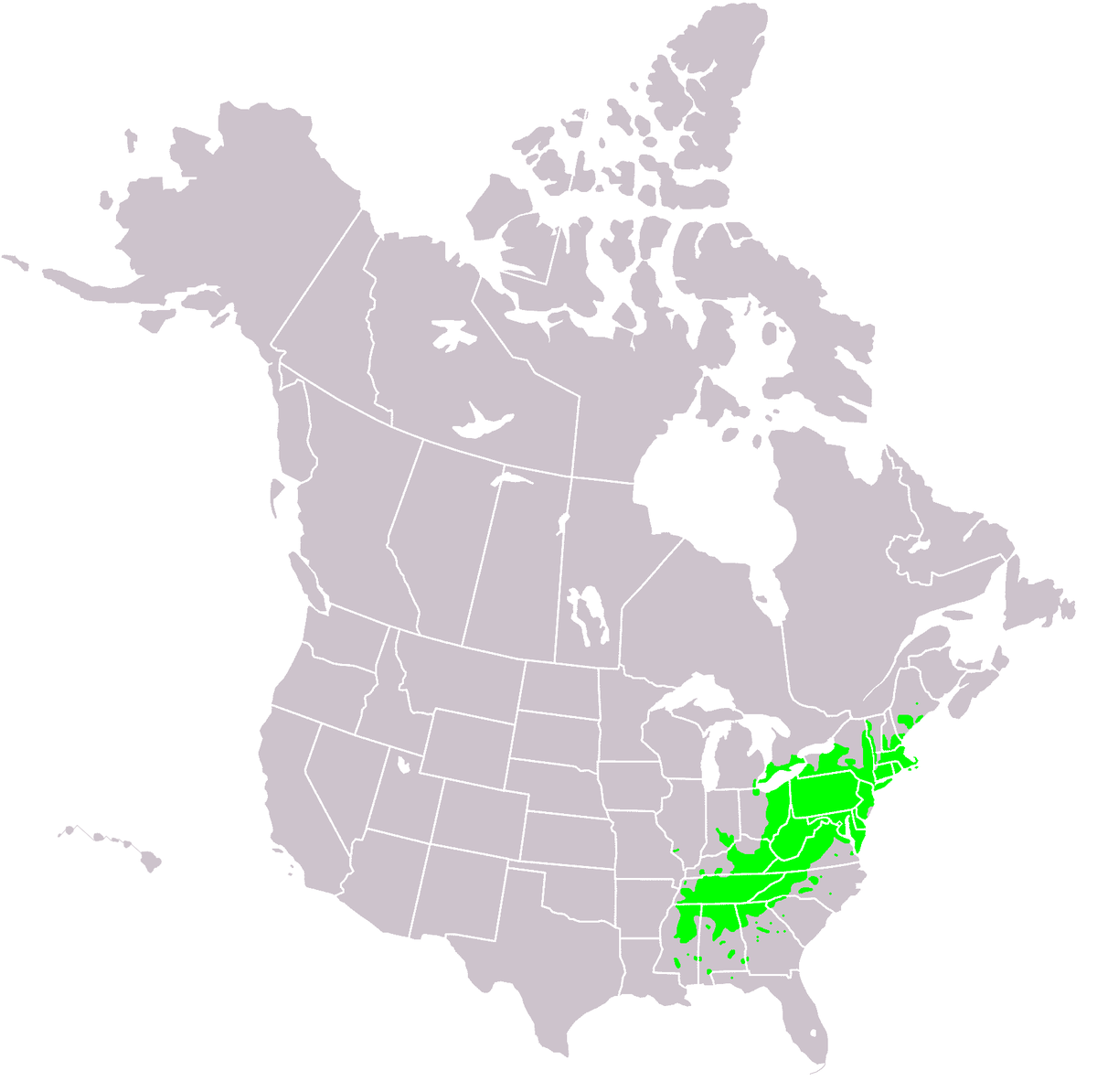 Aire de répartition du châtaignier américain
