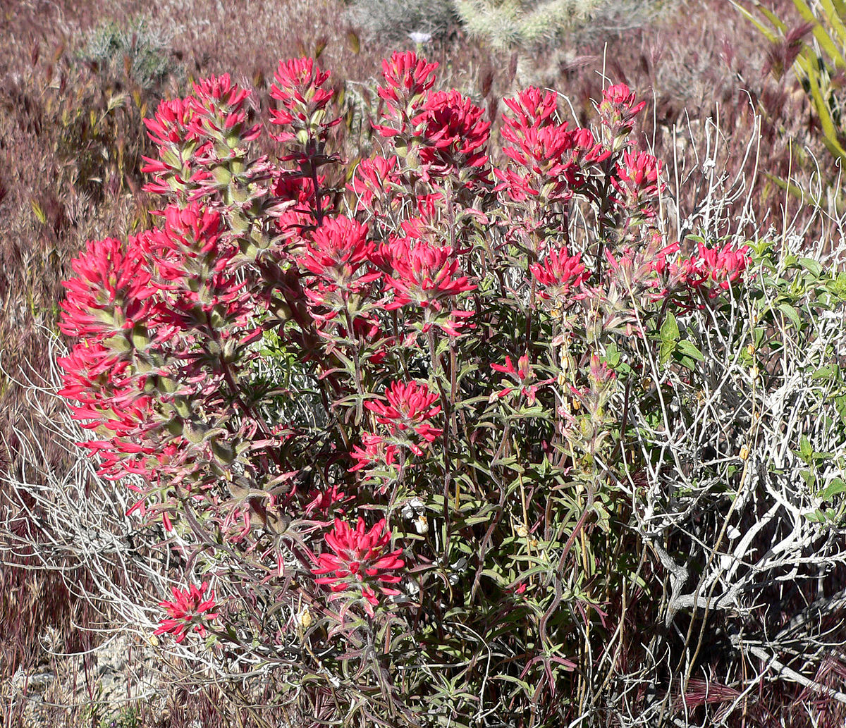 Castilleja