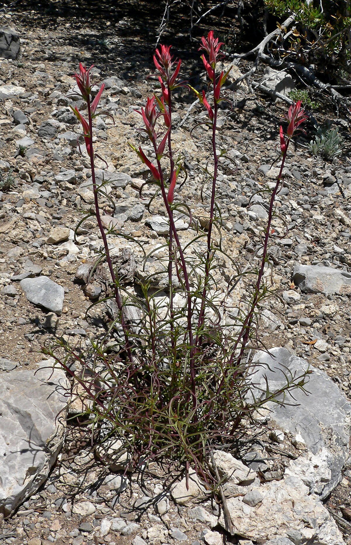 Castilleja linariifolia