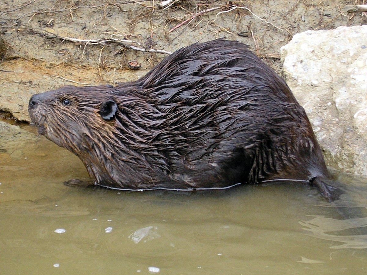 Castor canadien