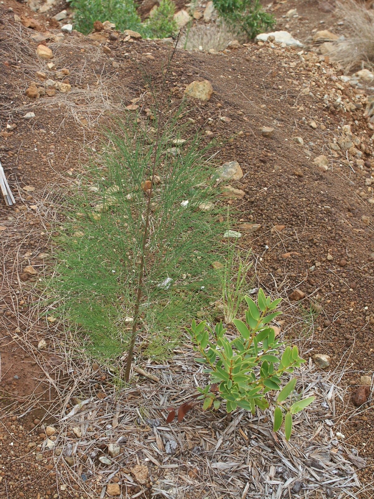 Casuarina collina