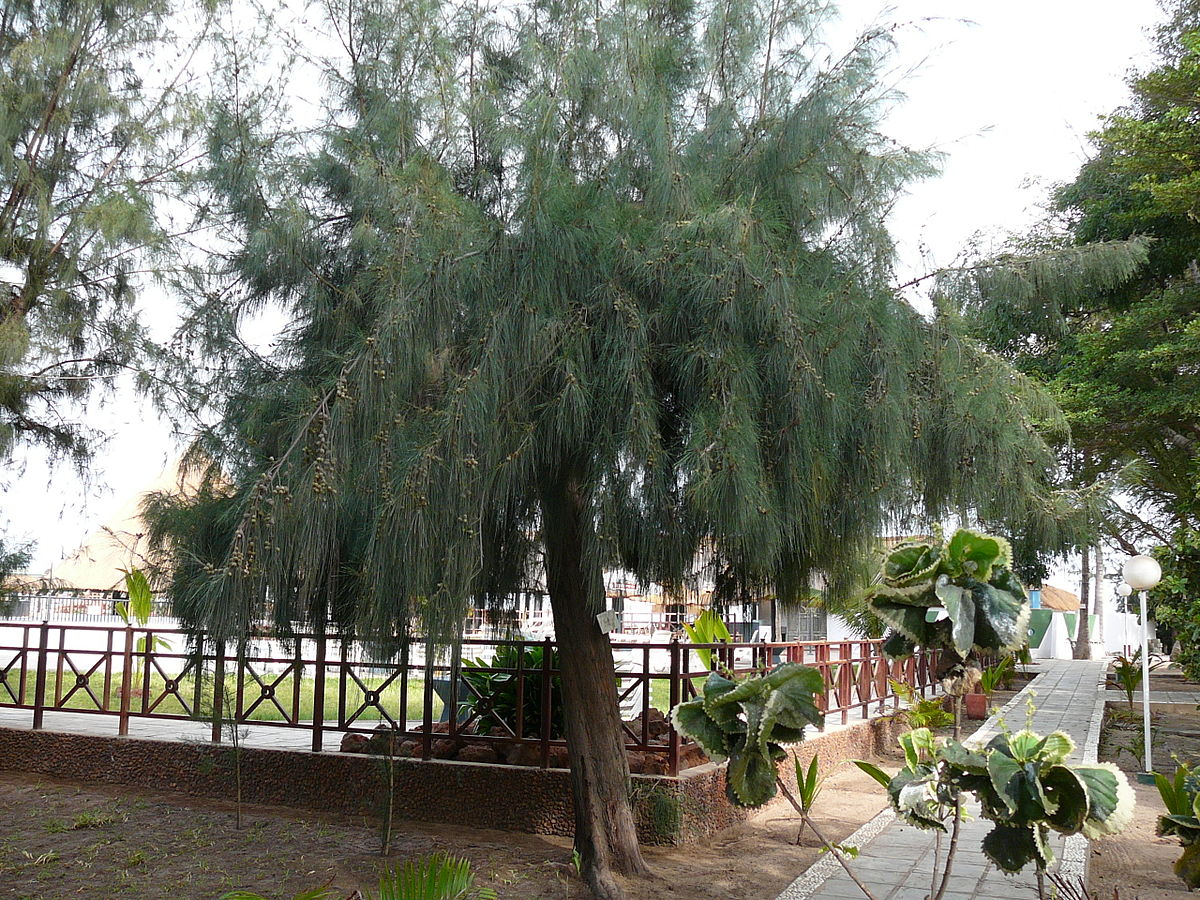 Casuarina