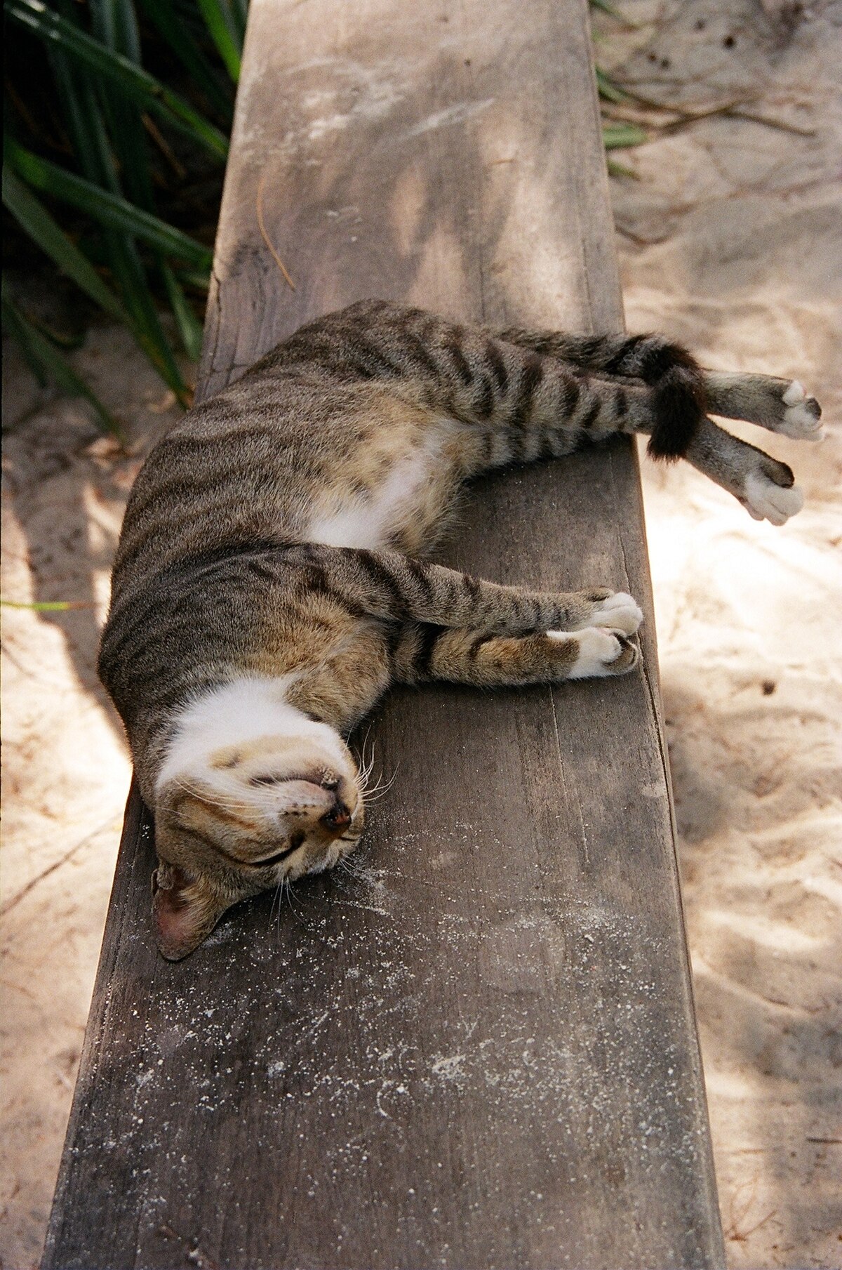 Liste de proverbes et expressions sur le chat