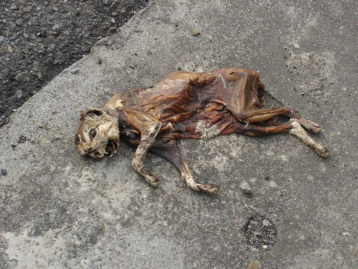 Cadavre