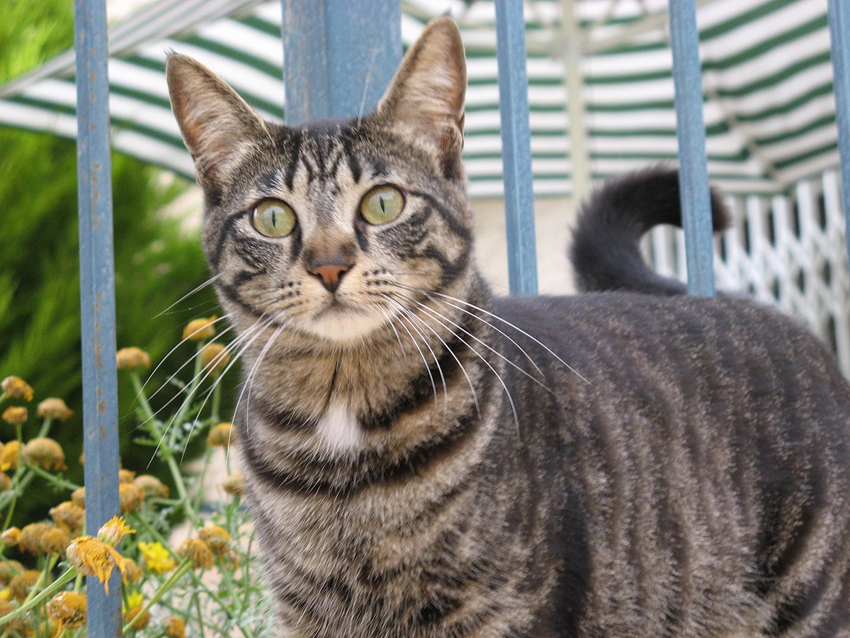 Tabby