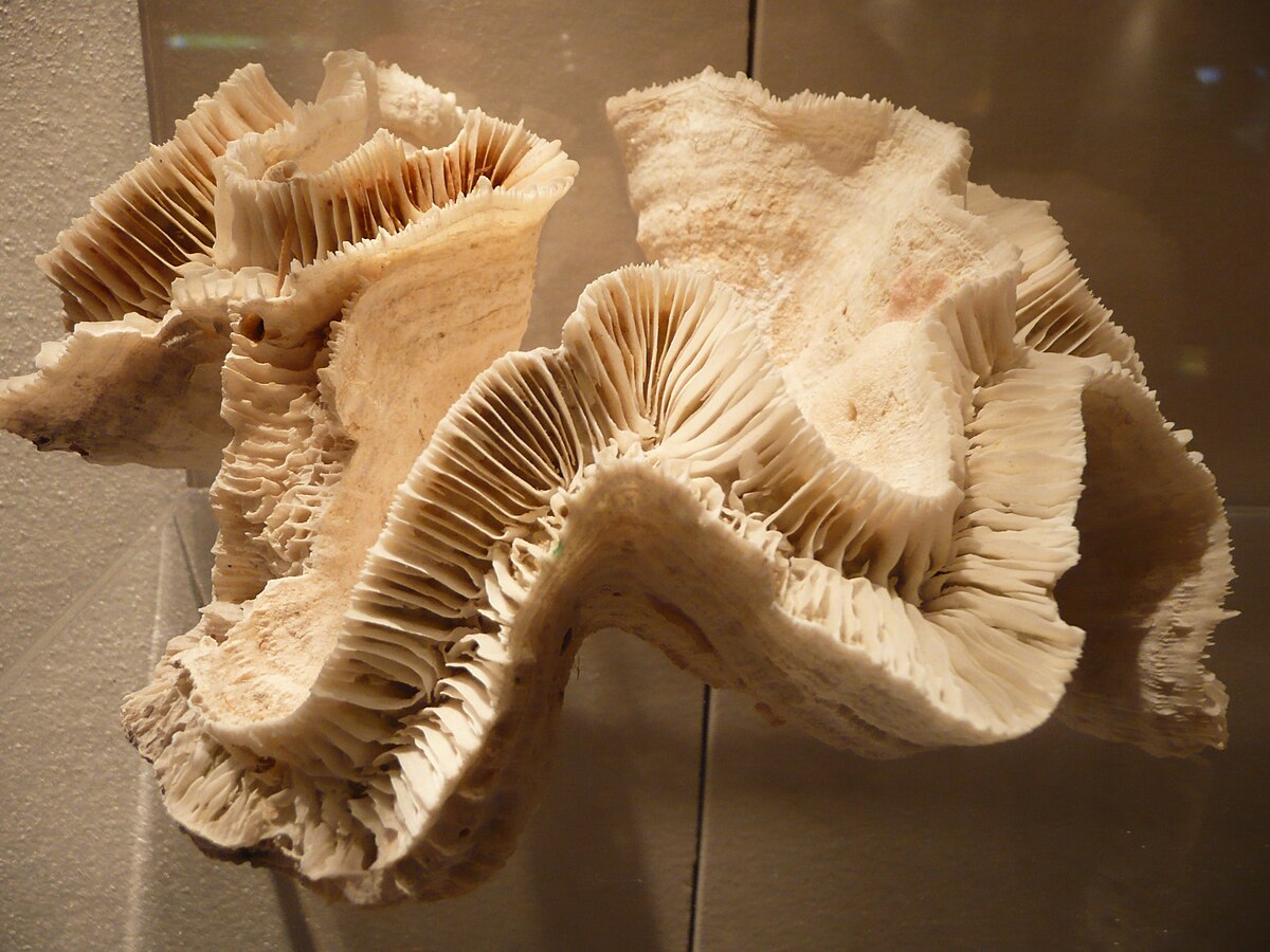 Catalaphyllia