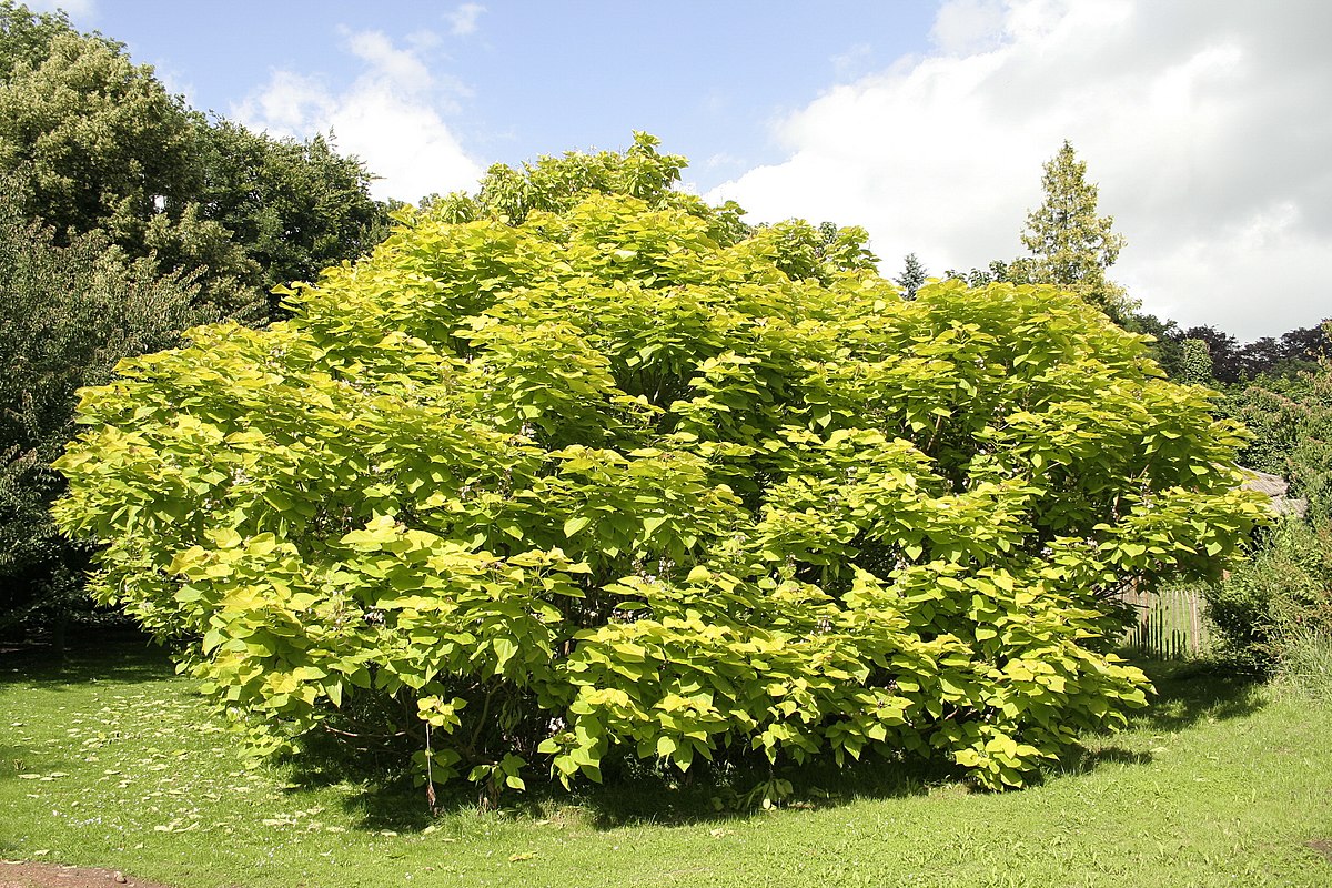 Catalpa bignonioides