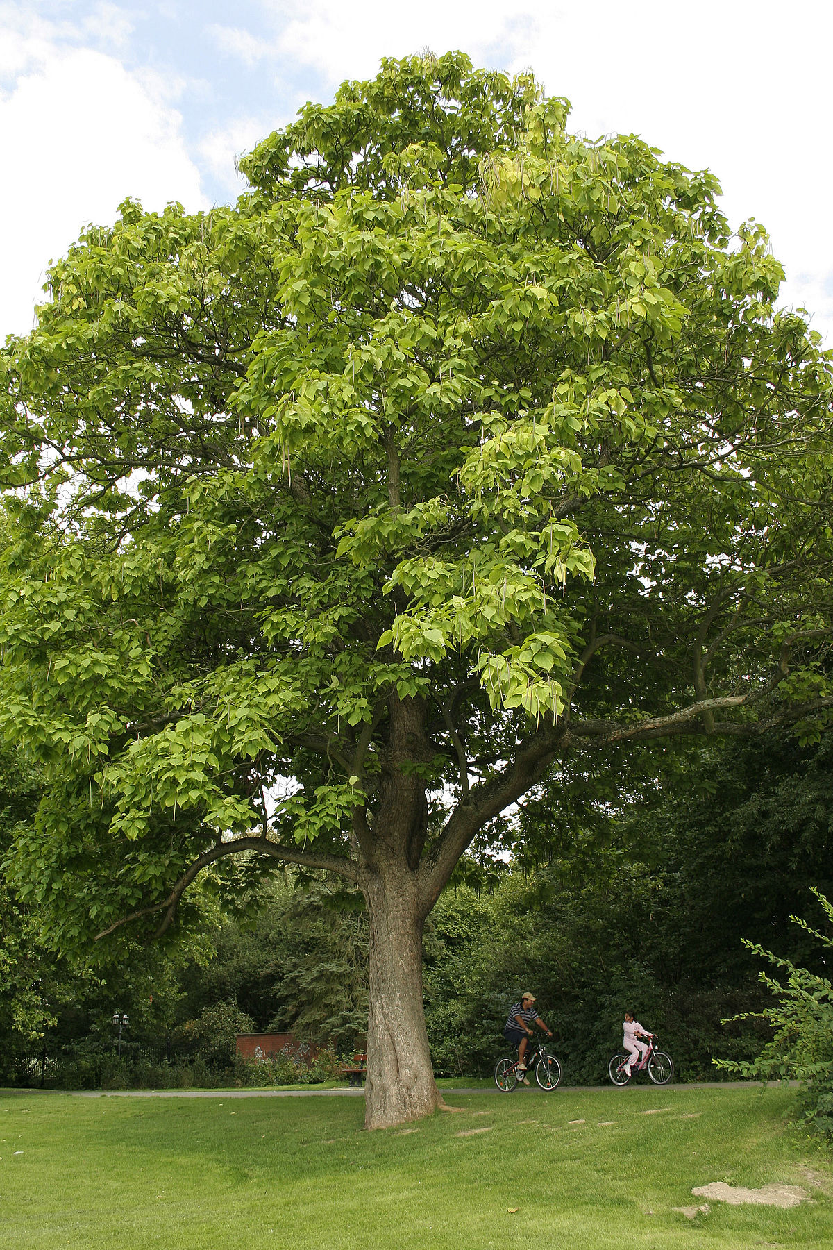Catalpa