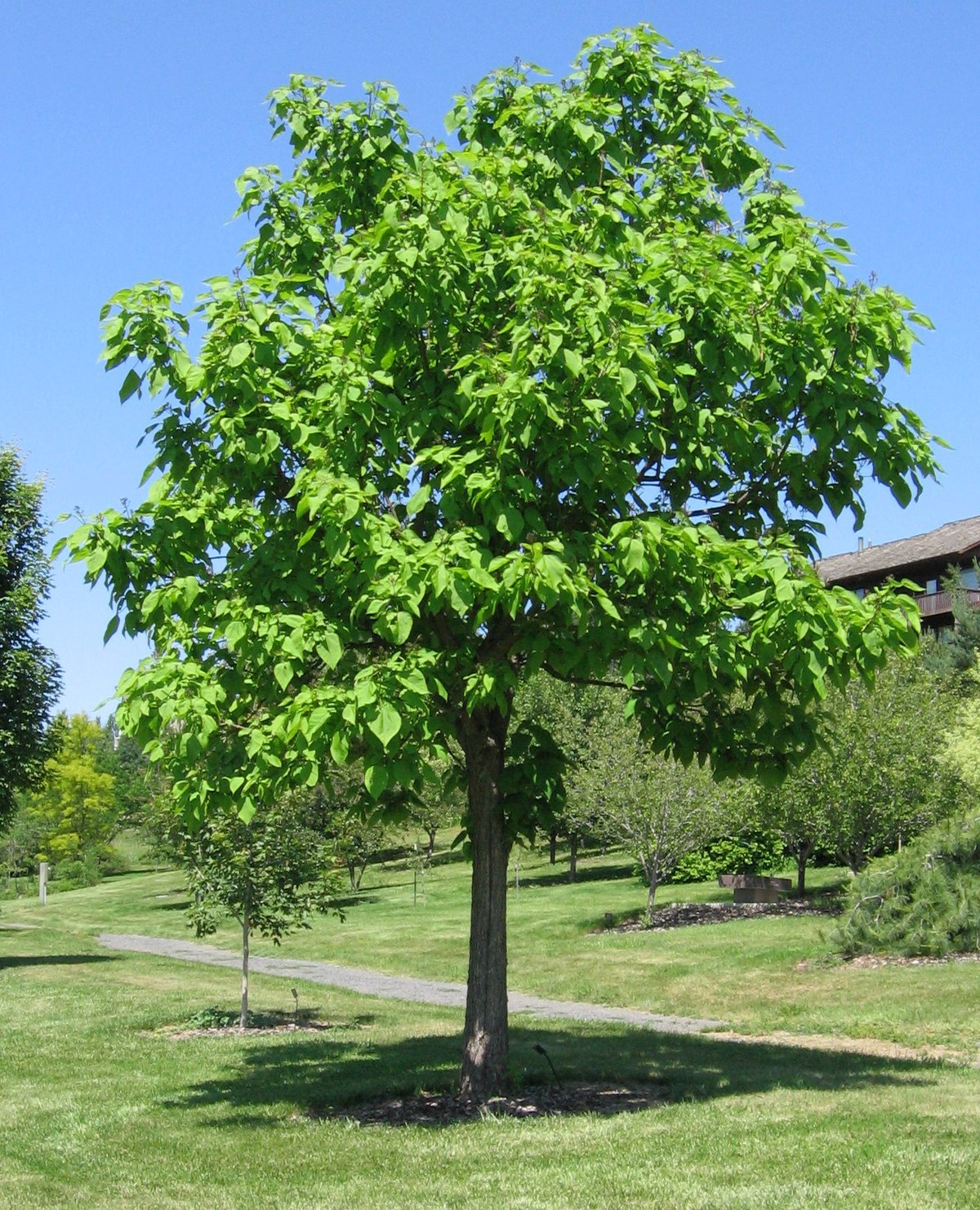 Catalpa à feuilles cordées