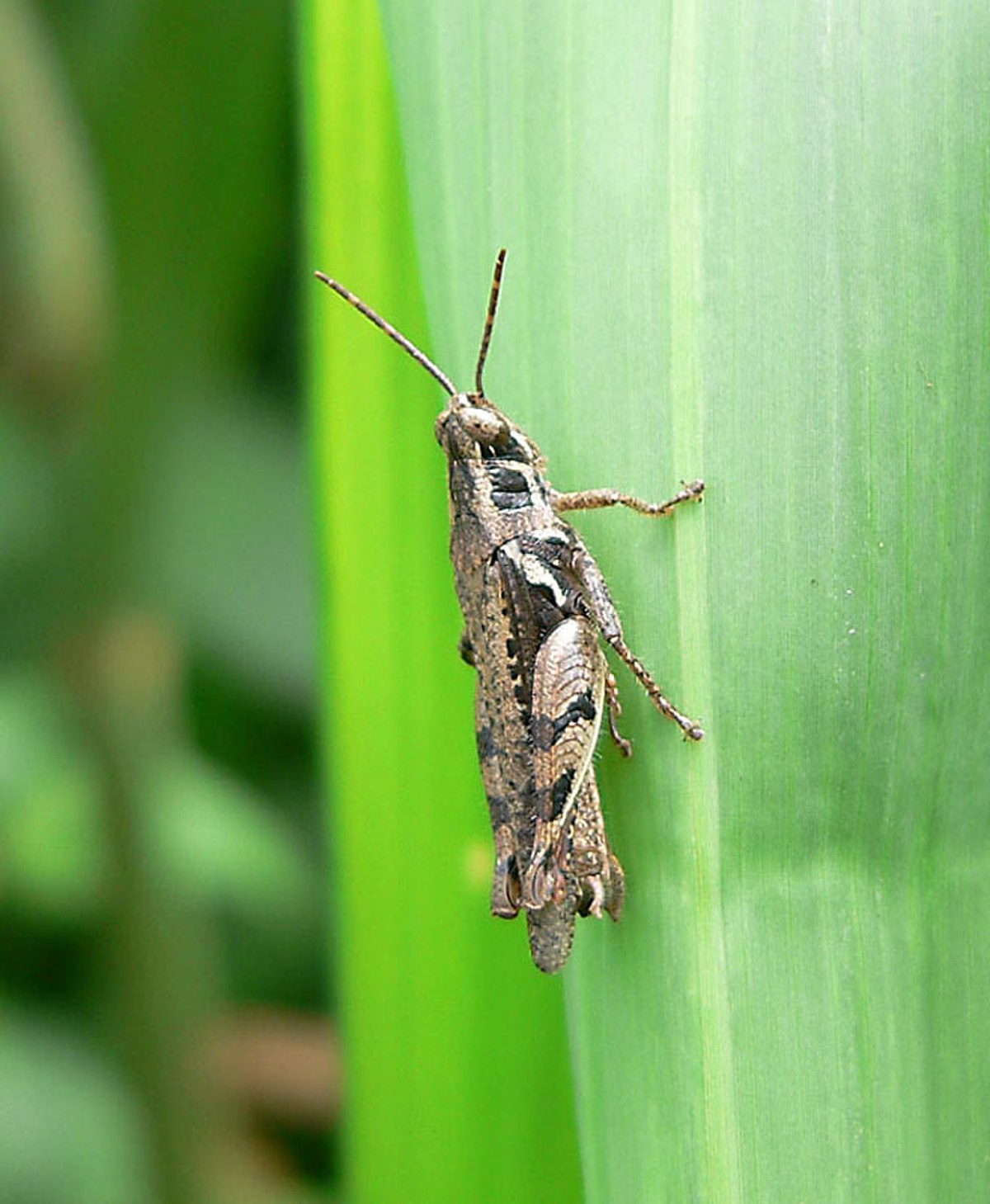 Catantopinae