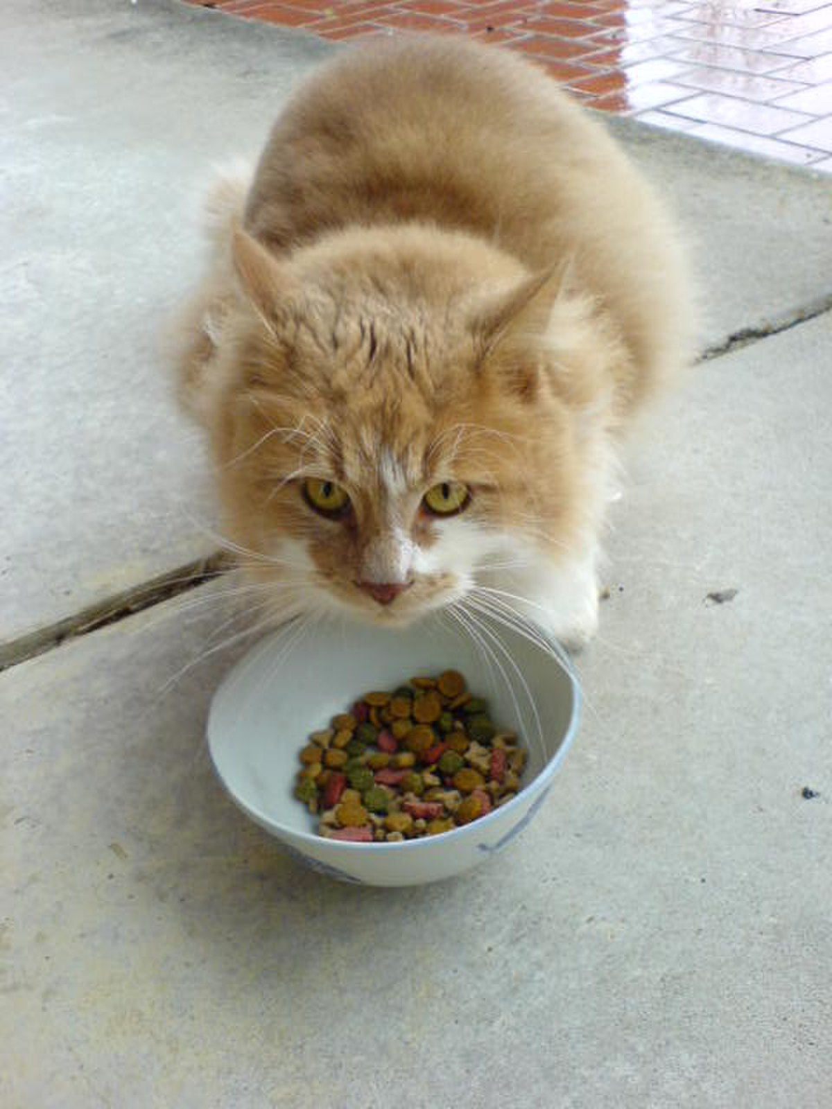 Nourriture pour chats