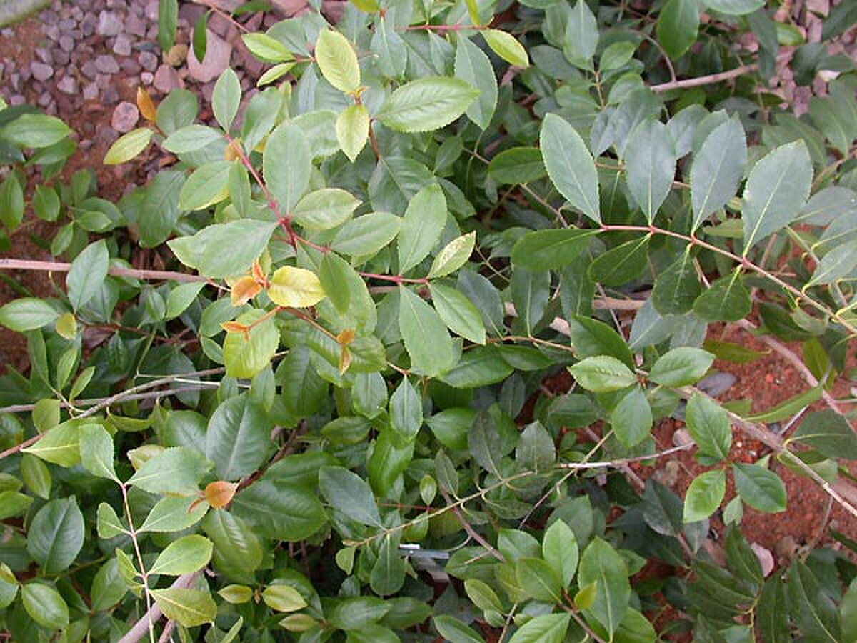 Khat (botanique)