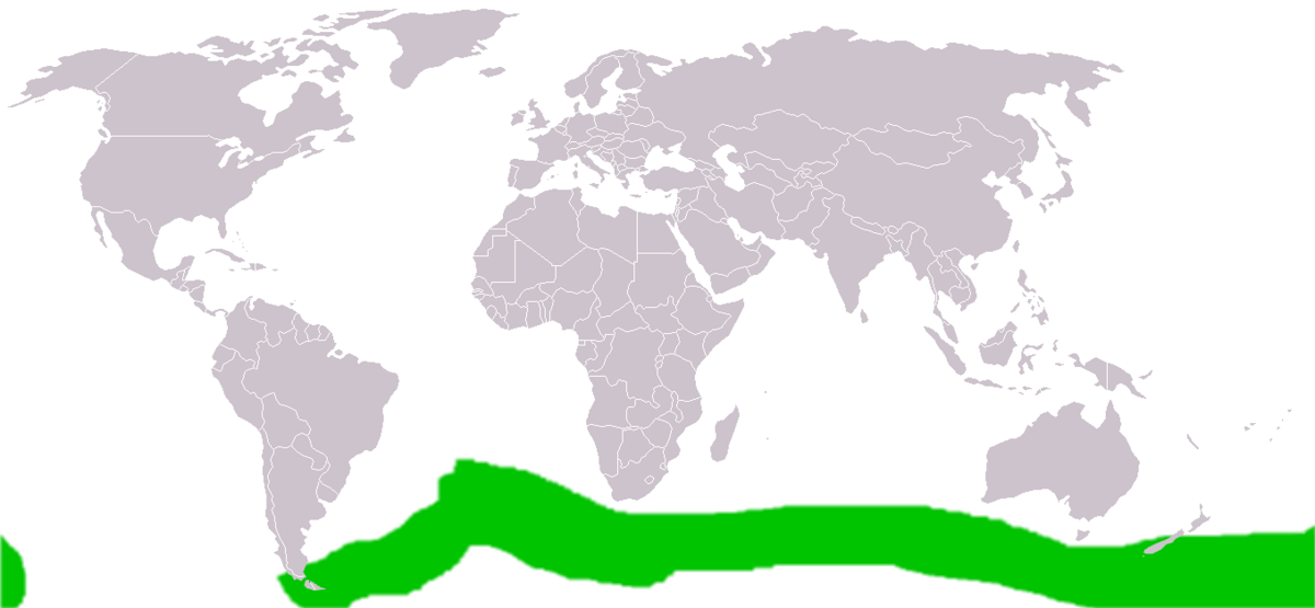 Labbe antarctique