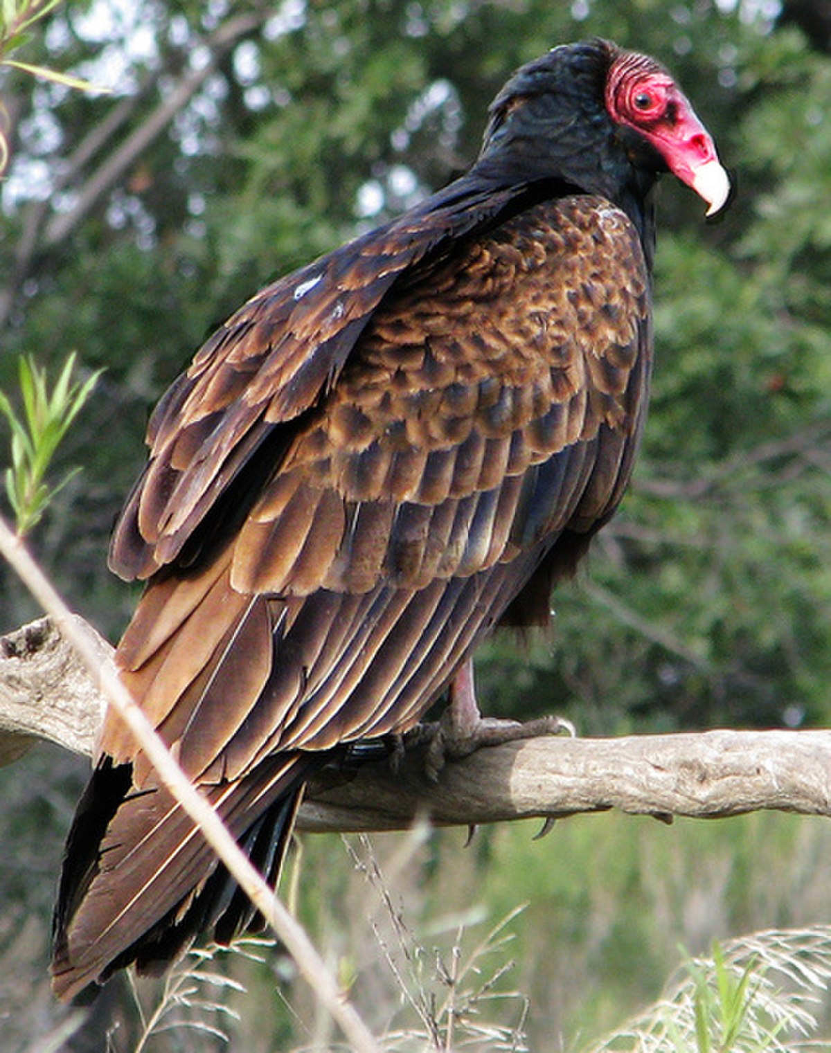 Urubu à tête rouge