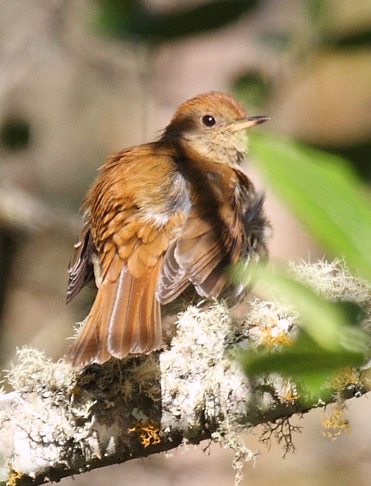 Grive à calotte rousse