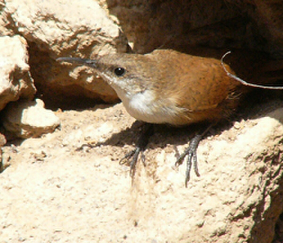 Troglodyte des canyons