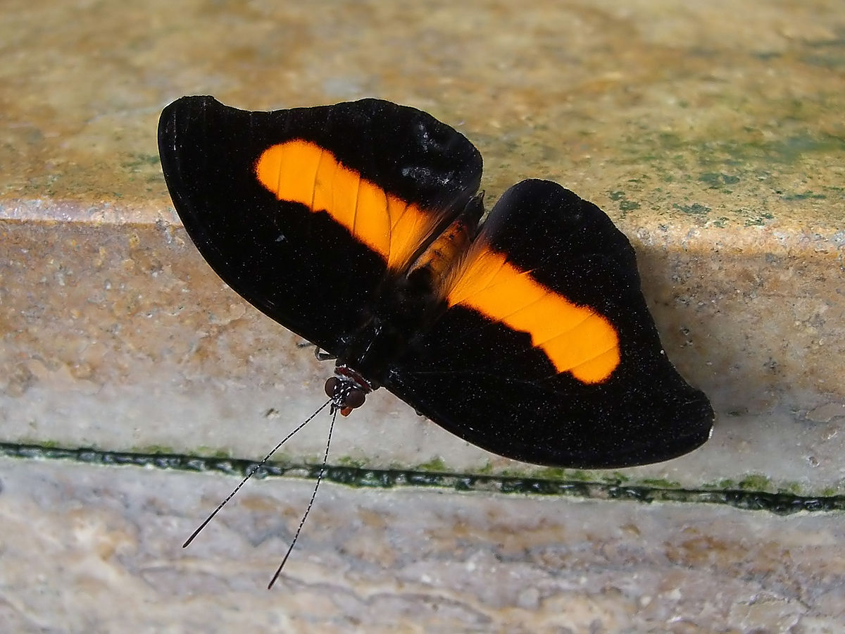 Catonephele