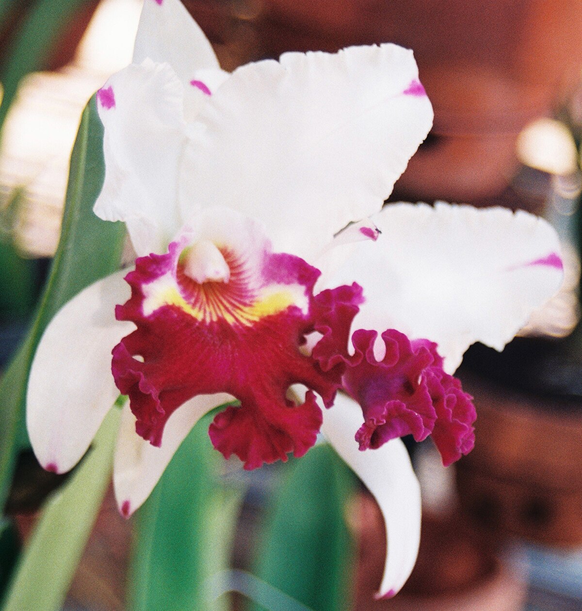 Cattleya cultivars.jpg