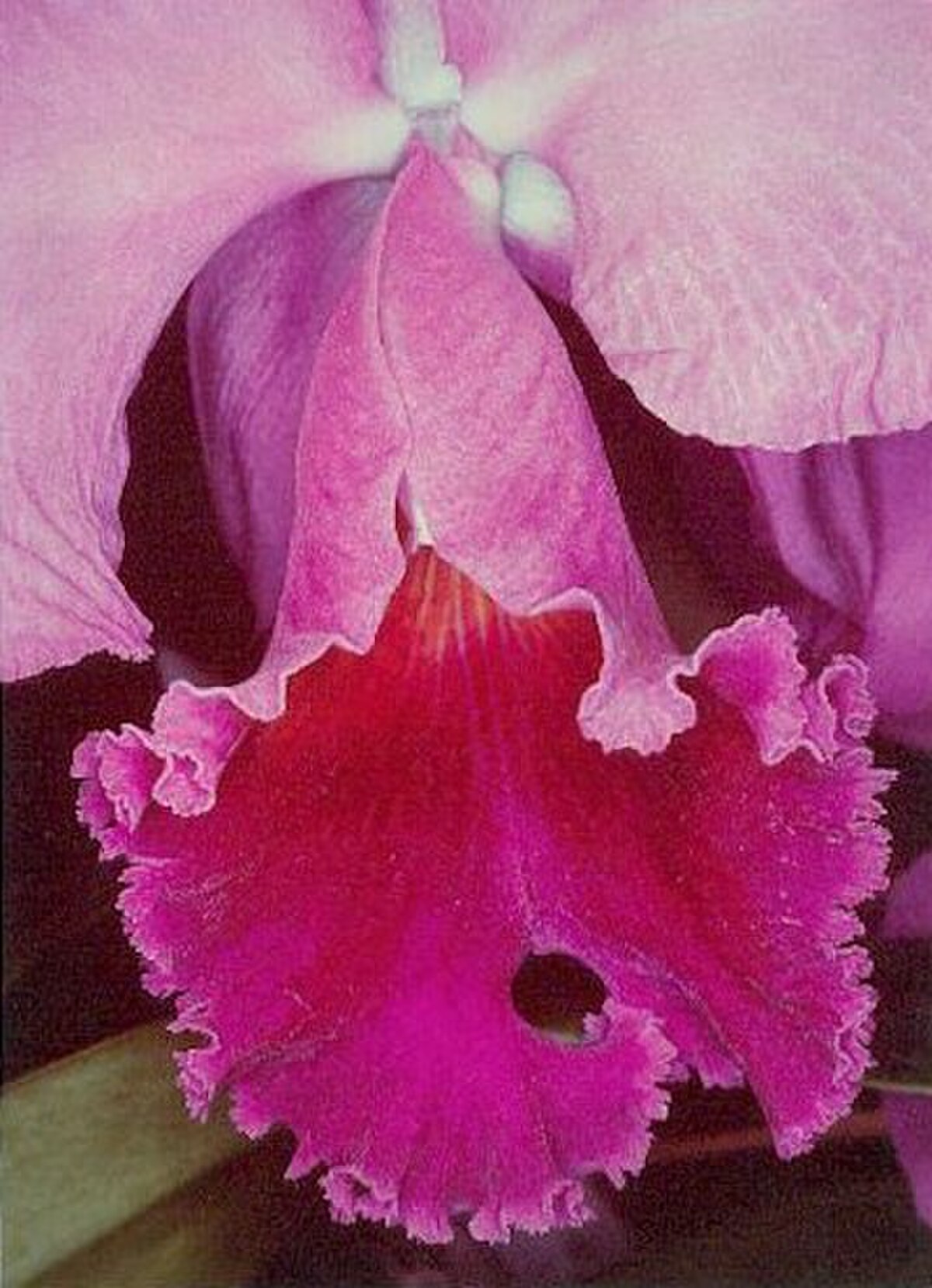 Cattleya