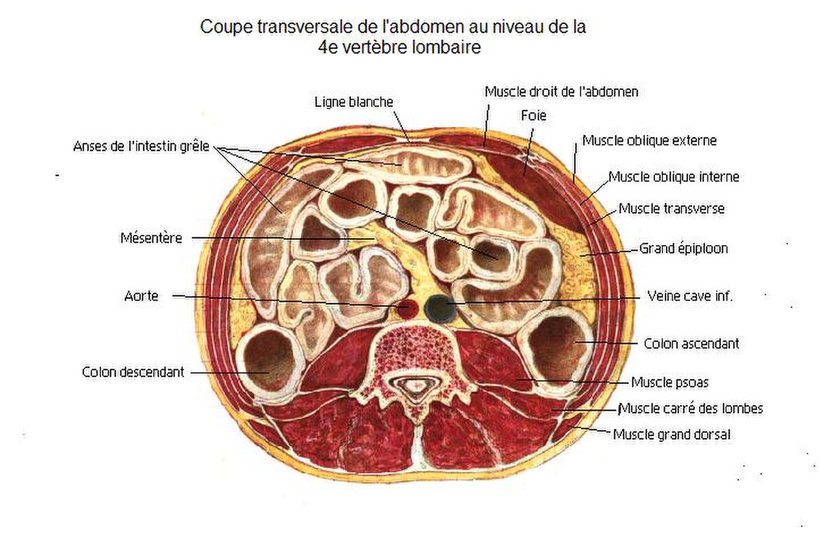 Muscle ilio-psoas