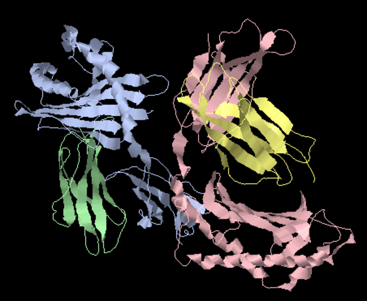 CD1