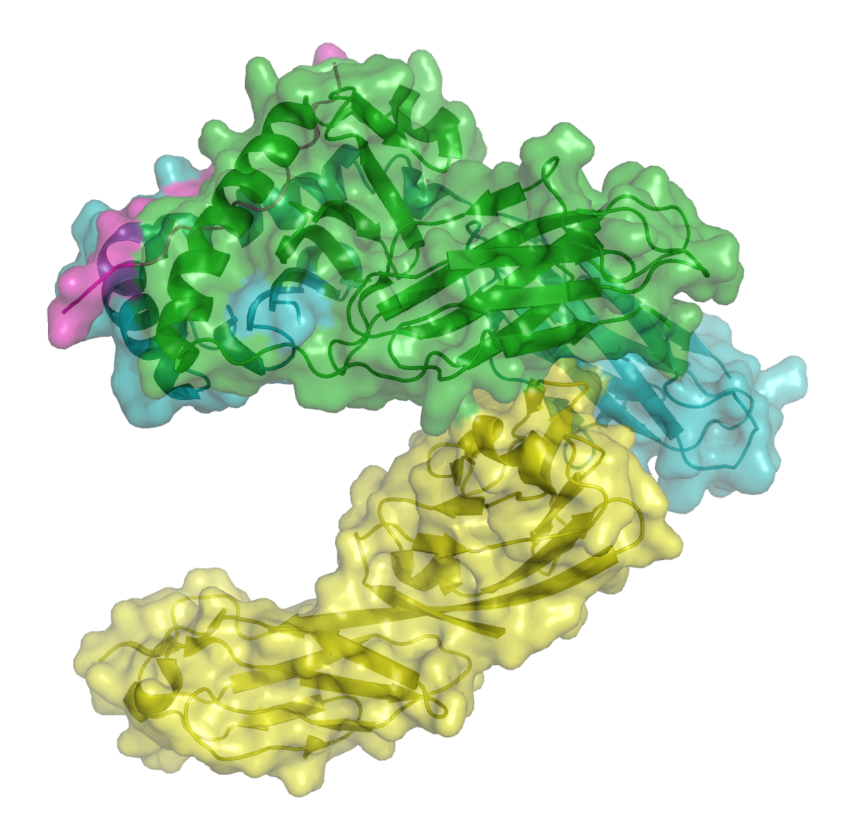 CD4