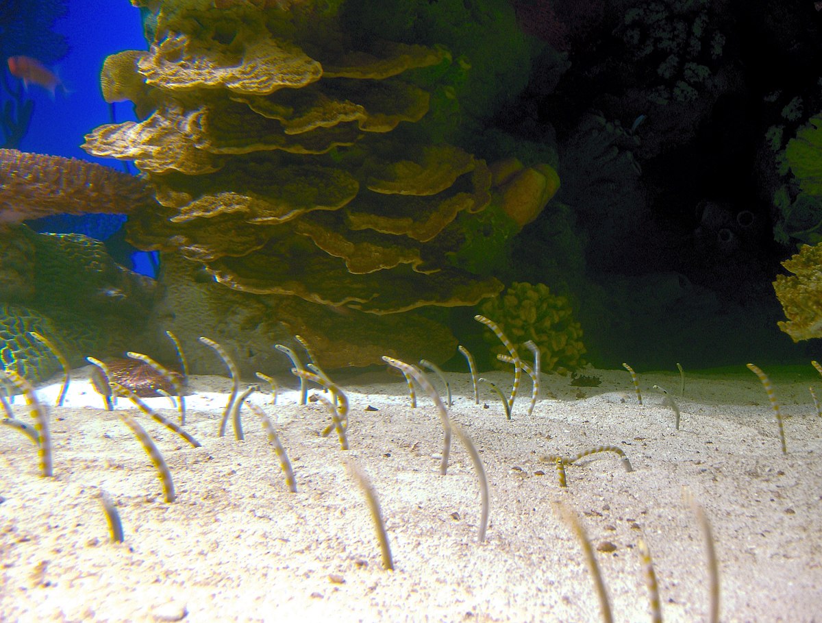 Heterocongrinae