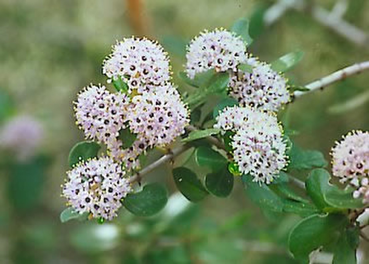 Céanothe