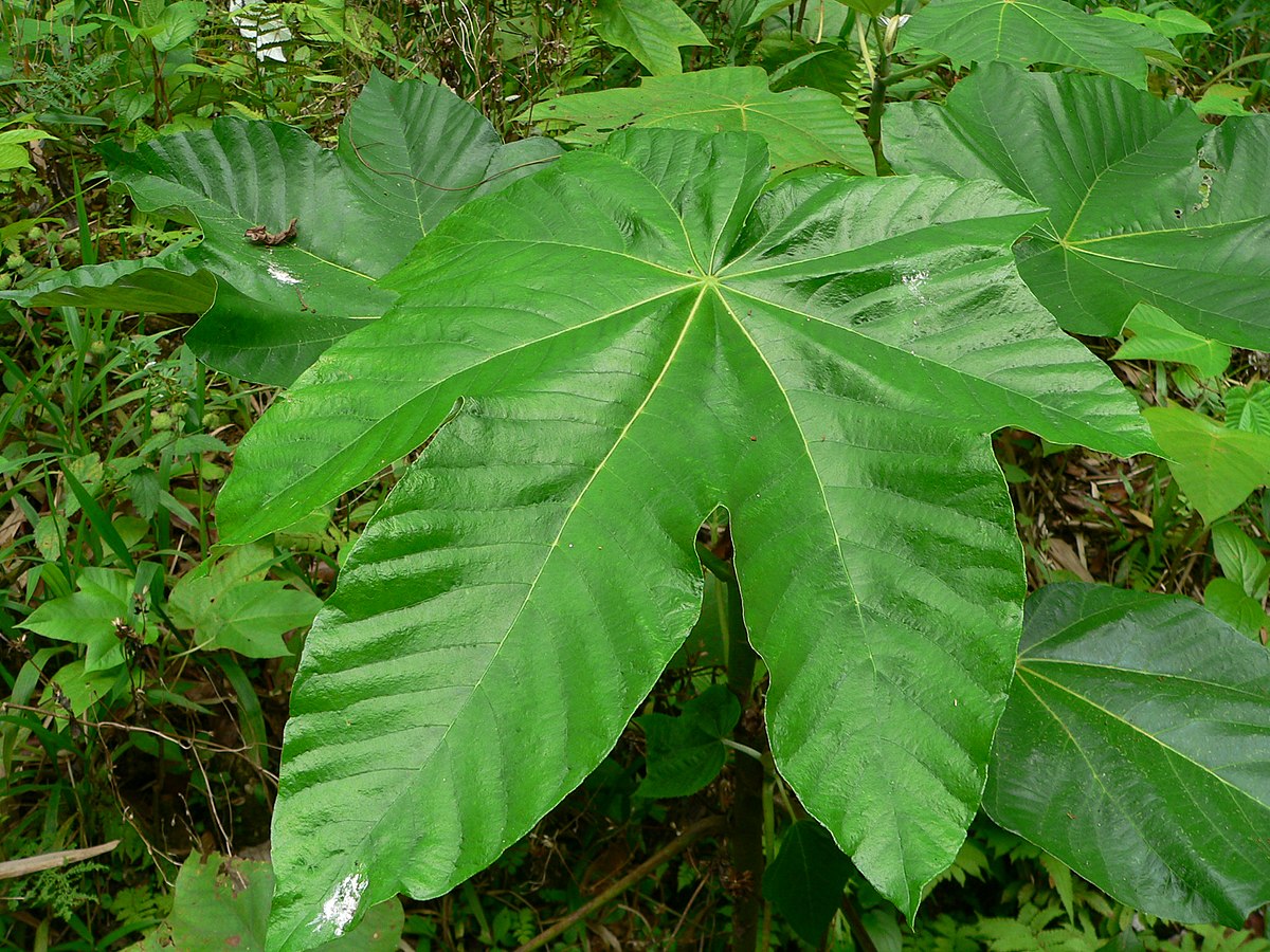 Cecropia schreberiana