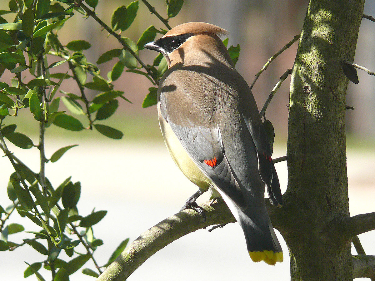 Cedar Waxwing-27527-1.jpg