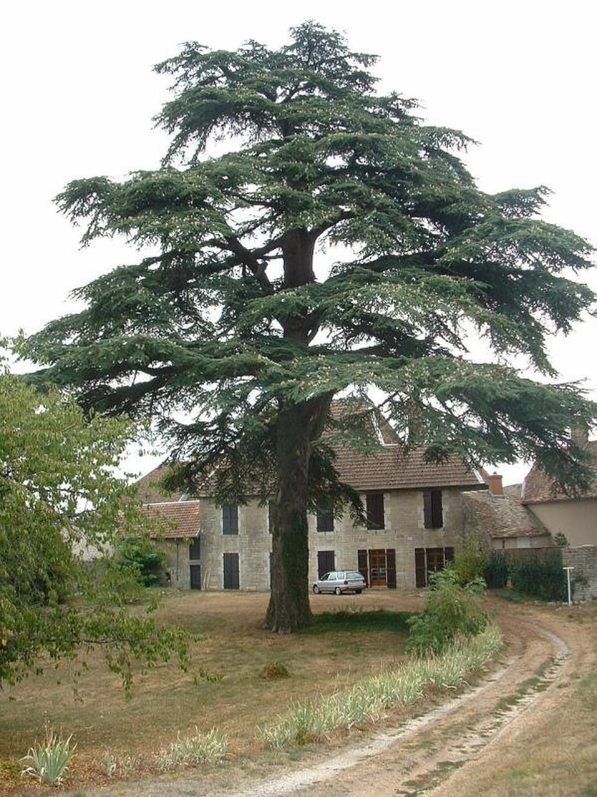 Cèdre