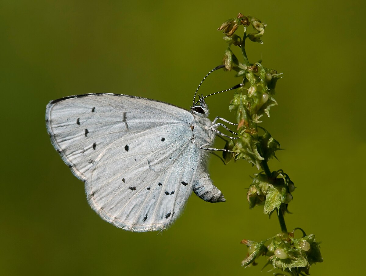 Azuré des nerpruns