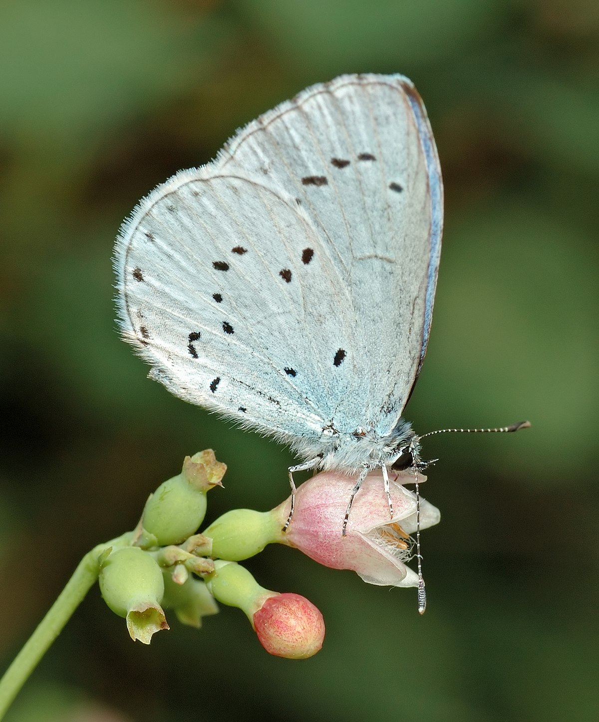 Celastrina argiolus (aka).jpg