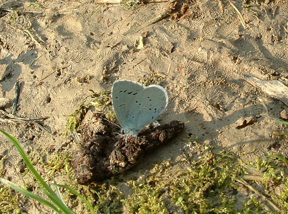 Celastrina argiolus
