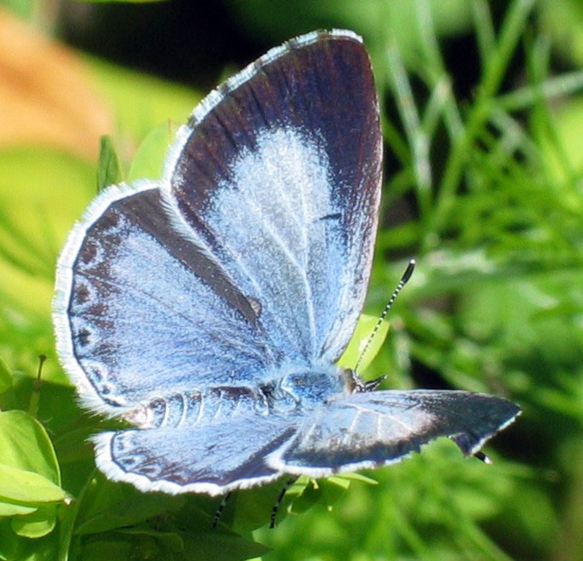 Celastrina
