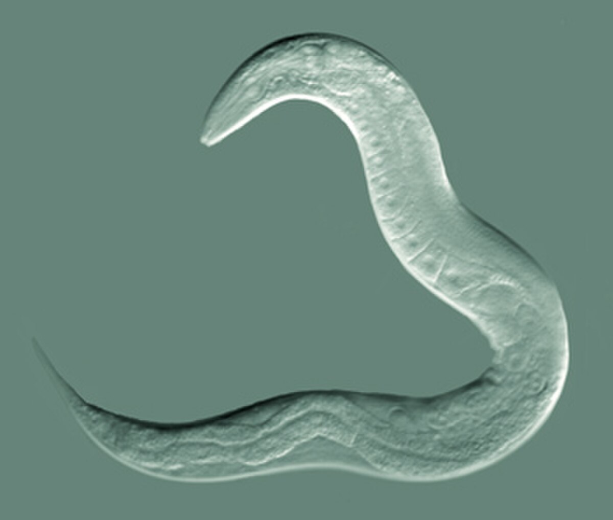 Caenorhabditis