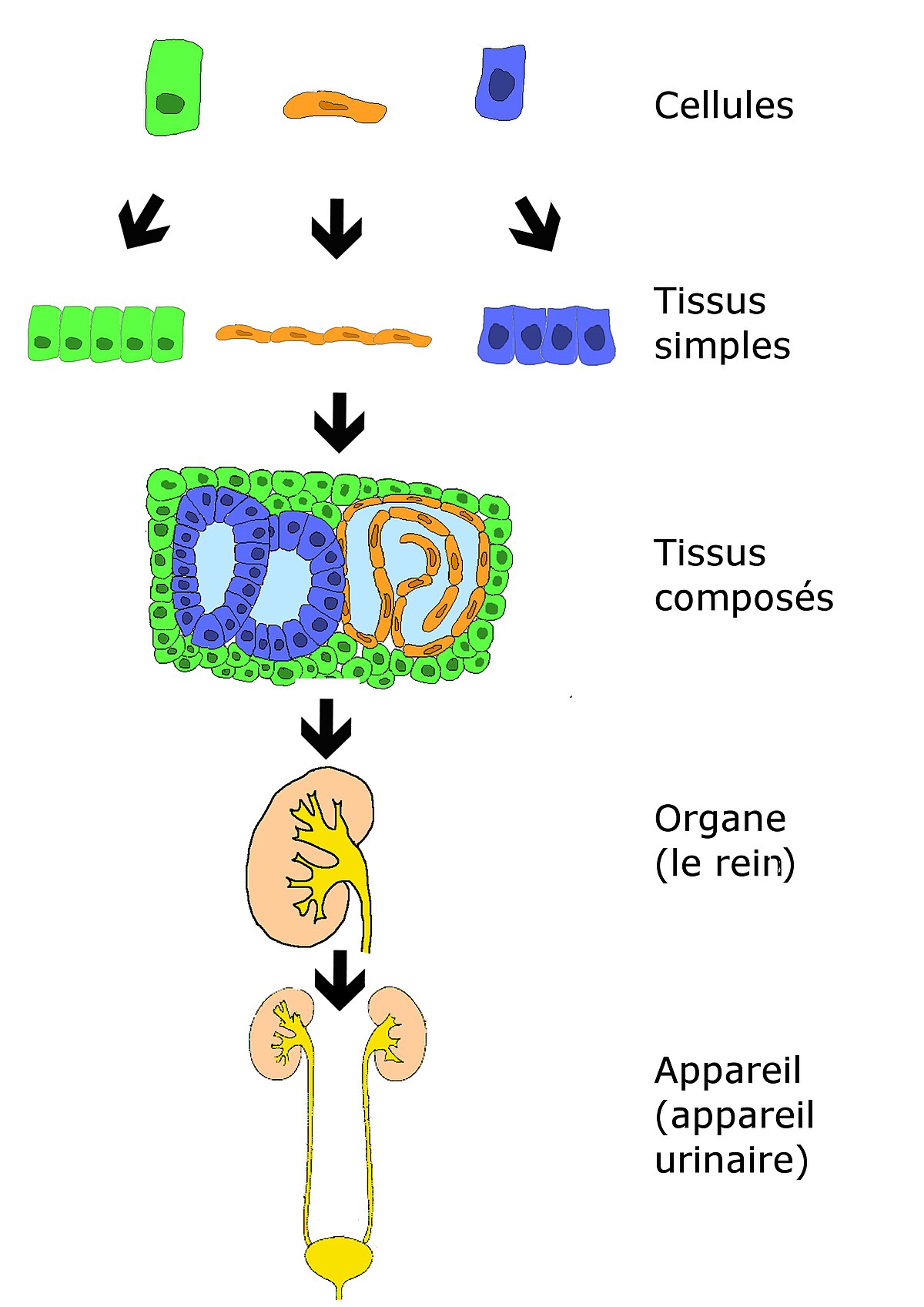 Histologie