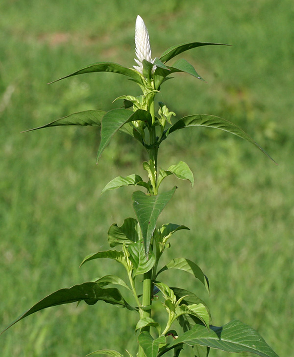 Celosia argentea