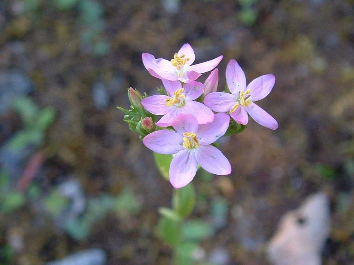 Centaurium