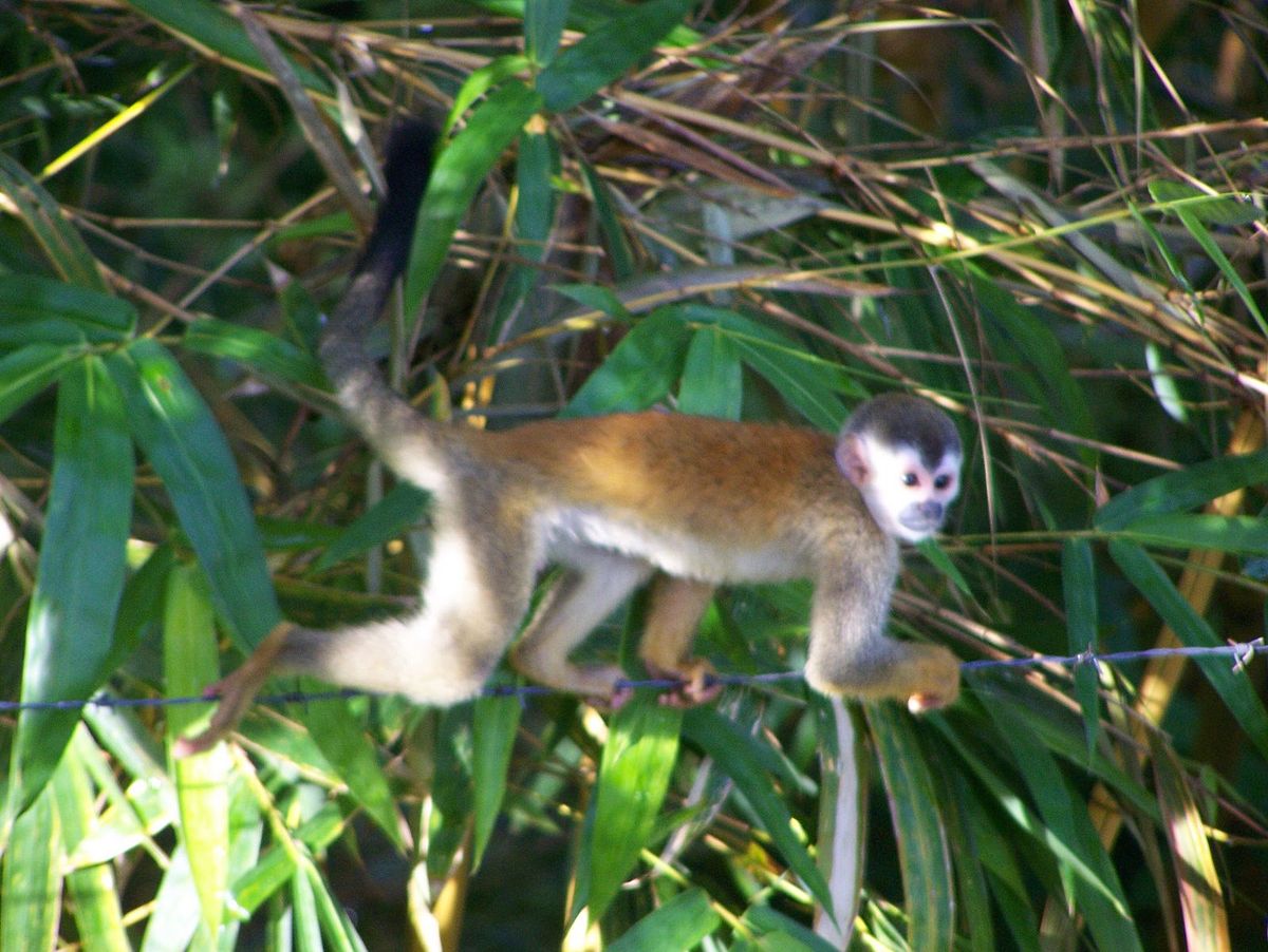 Saimiri oerstedii