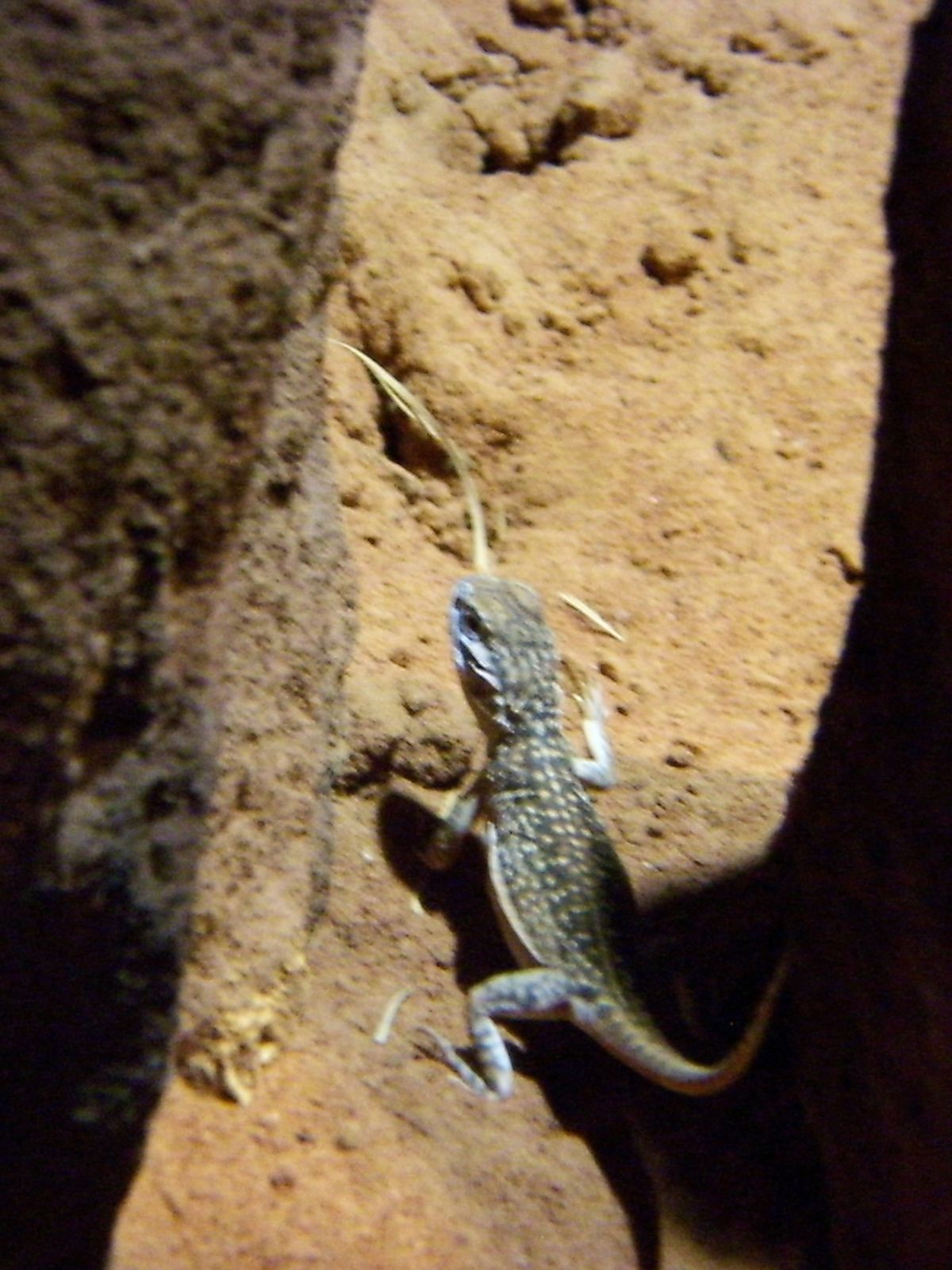 Ctenophorus