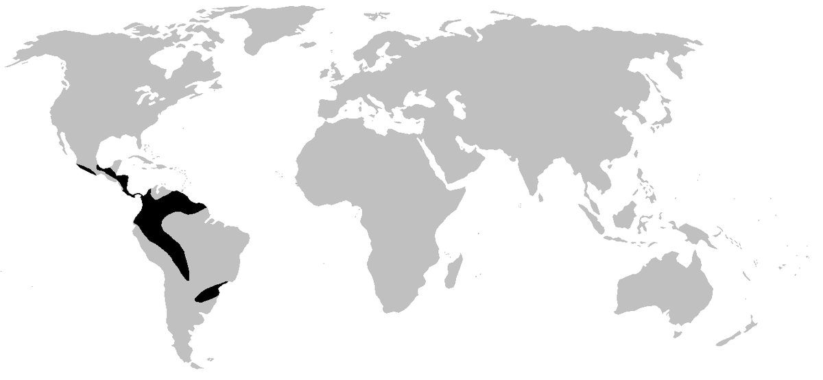 Centrolenidae