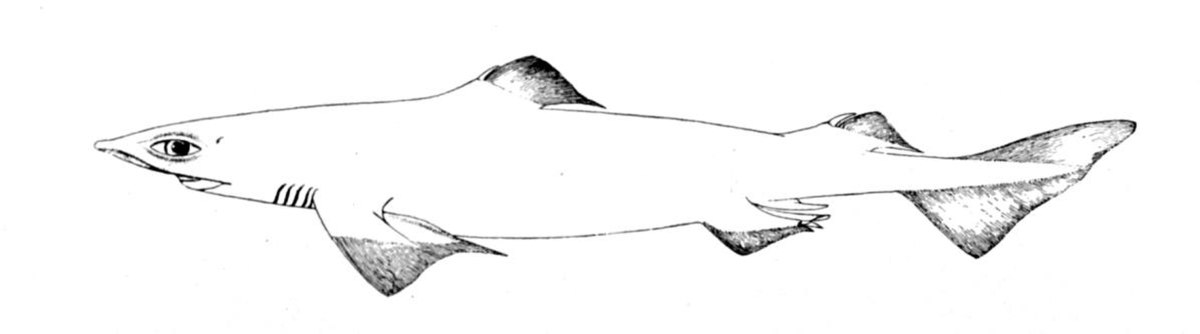 Centrophorus