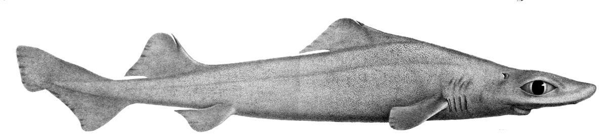 Centrophorus squamosus