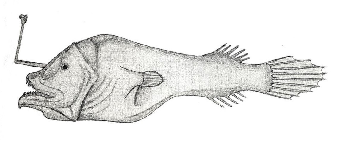 Centrophryne spinulosa