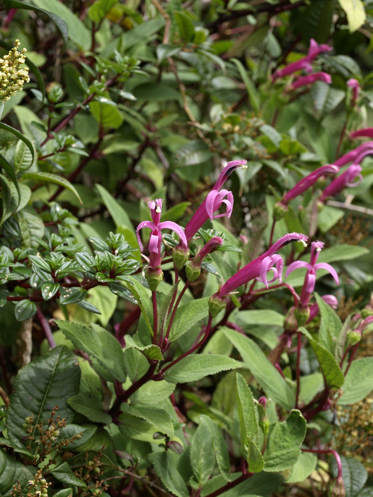 Centropogon (plante)
