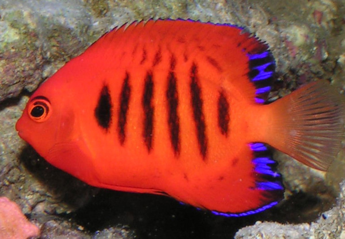 Centropyge