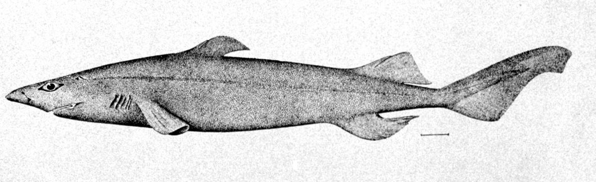 Dalatiidae