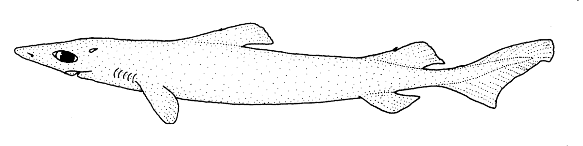 Centroselachus crepidater