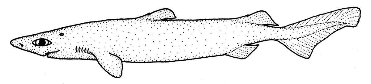 Centroscymnus